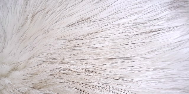 ブルーフォックス