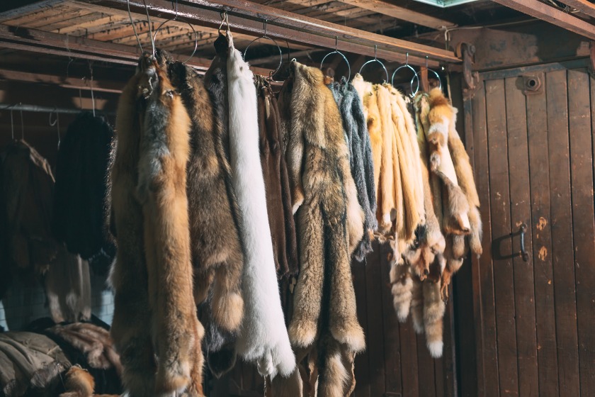 綺麗な毛皮の写真