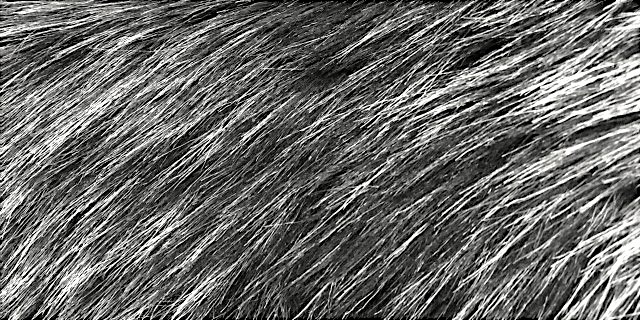 シルバーフォックス